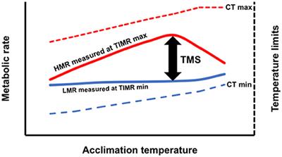 Comparison of Aerobic Scope for Metabolic Activity in Aquatic Ectotherms With Temperature Related Metabolic Stimulation: A Novel Approach for Aerobic Power Budget